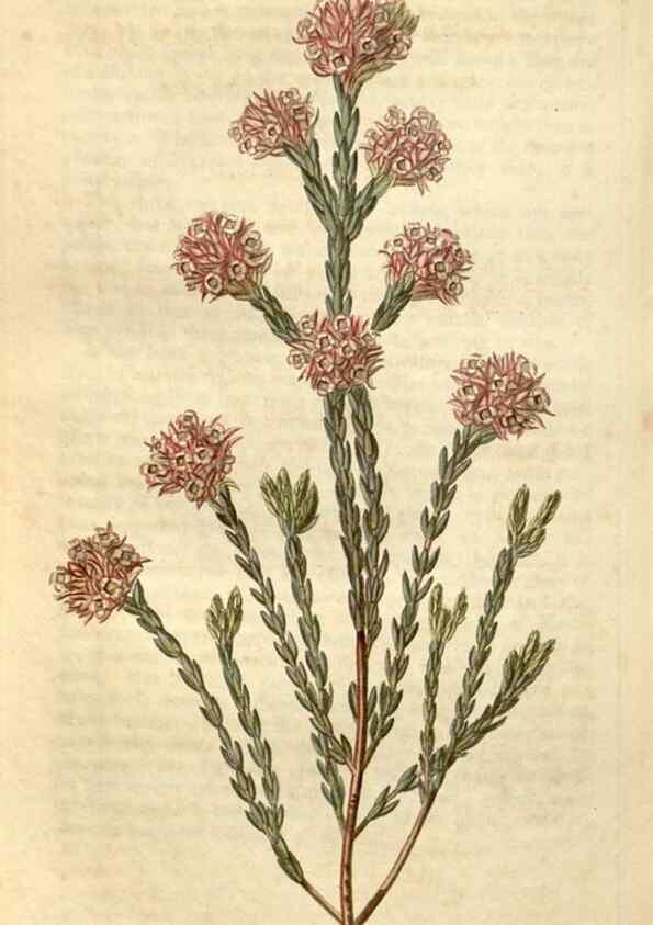 Reproducción/Reproduction 34380596153: Curtis's botanical magazine.. London ; New York [etc.] :Academic Press [etc.]