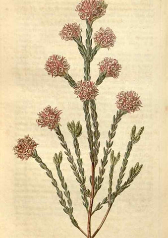Reproducción/Reproduction 34380596153: Curtis's botanical magazine.. London ; New York [etc.] :Academic Press [etc.]