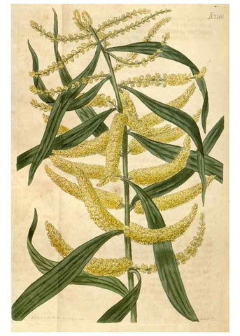Reproducción/Reproduction 34380598213: Curtis's botanical magazine.. London ; New York [etc.] :Academic Press [etc.]