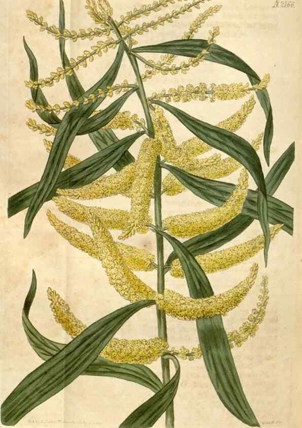 Reproducción/Reproduction 34380598213: Curtis's botanical magazine.. London ; New York [etc.] :Academic Press [etc.]