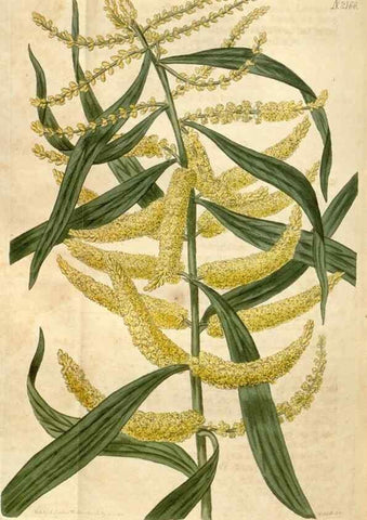 Reproducción/Reproduction 34380598213: Curtis's botanical magazine.. London ; New York [etc.] :Academic Press [etc.]