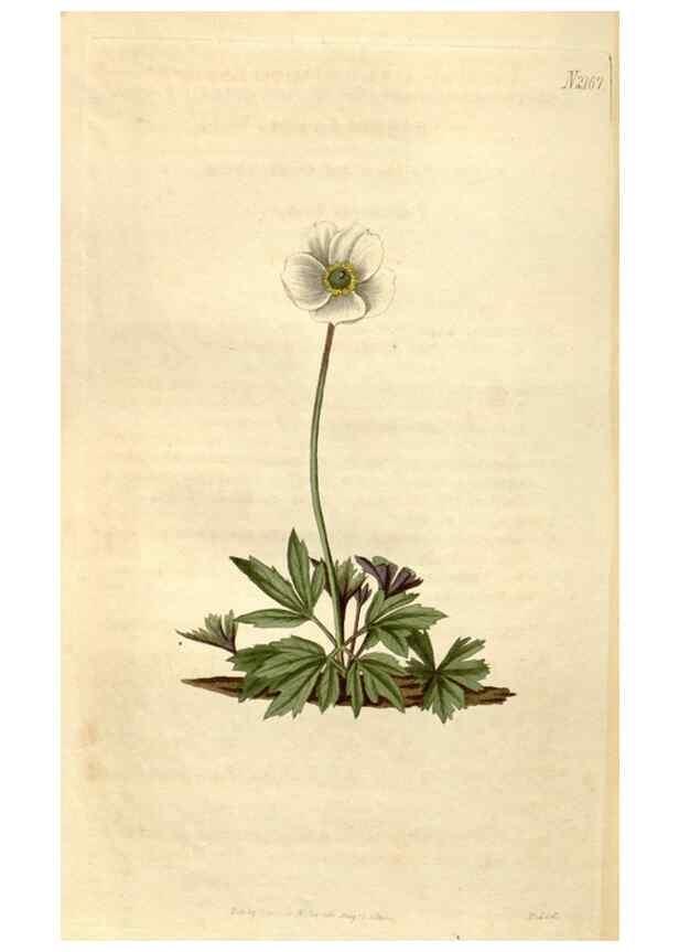 Reproducción/Reproduction 34380600283: Curtis's botanical magazine.. London ; New York [etc.] :Academic Press [etc.]