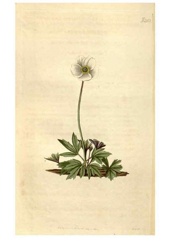 Reproducción/Reproduction 34380600283: Curtis's botanical magazine.. London ; New York [etc.] :Academic Press [etc.]