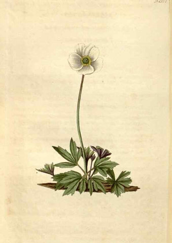 Reproducción/Reproduction 34380600283: Curtis's botanical magazine.. London ; New York [etc.] :Academic Press [etc.]