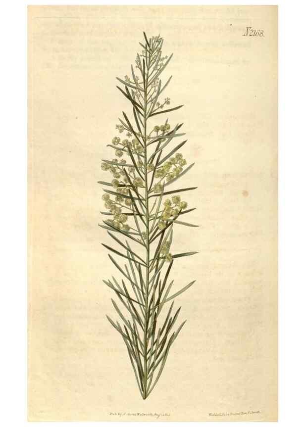 Reproducción/Reproduction 35190092215: Curtis's botanical magazine.. London ; New York [etc.] :Academic Press [etc.]