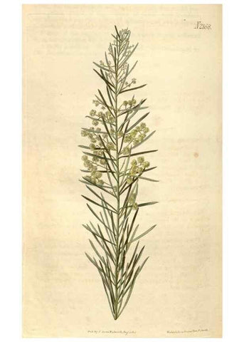 Reproducción/Reproduction 35190092215: Curtis's botanical magazine.. London ; New York [etc.] :Academic Press [etc.]