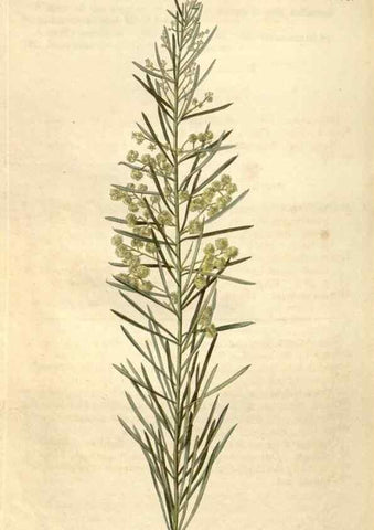 Reproducción/Reproduction 35190092215: Curtis's botanical magazine.. London ; New York [etc.] :Academic Press [etc.]