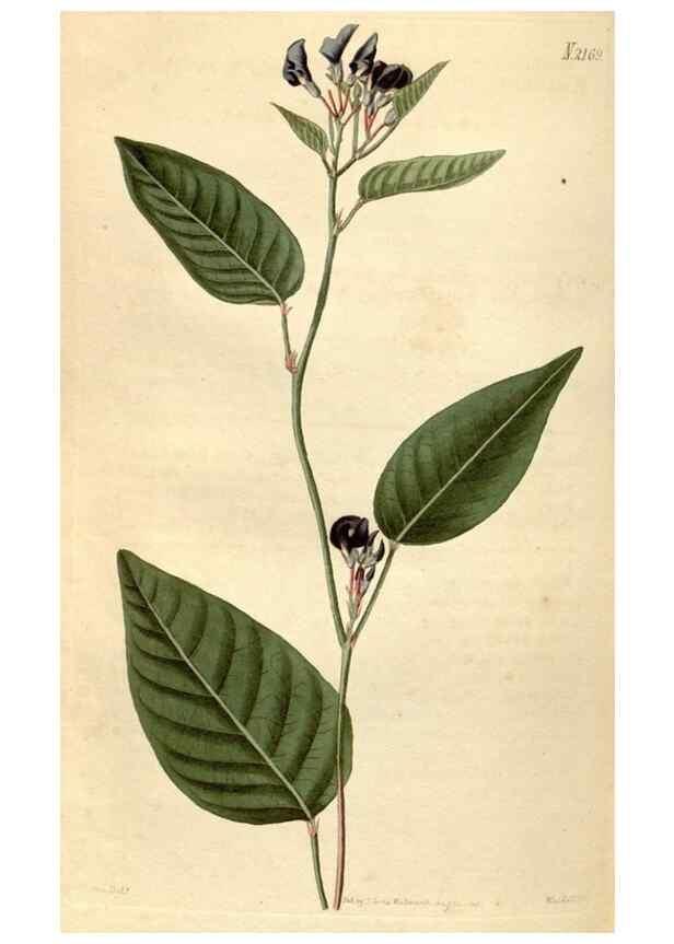 Reproducción/Reproduction 35190095005: Curtis's botanical magazine.. London ; New York [etc.] :Academic Press [etc.]