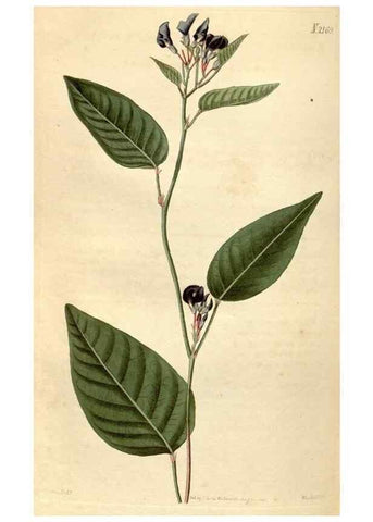 Reproducción/Reproduction 35190095005: Curtis's botanical magazine.. London ; New York [etc.] :Academic Press [etc.]