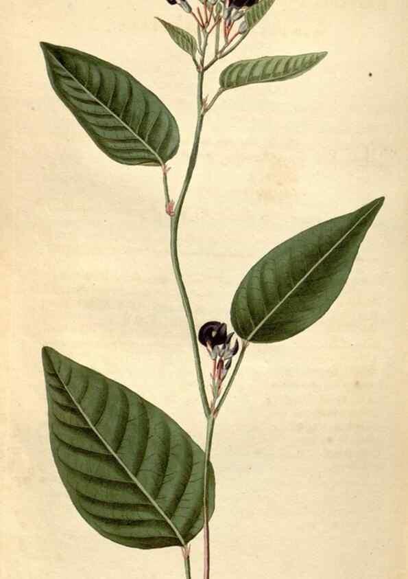 Reproducción/Reproduction 35190095005: Curtis's botanical magazine.. London ; New York [etc.] :Academic Press [etc.]
