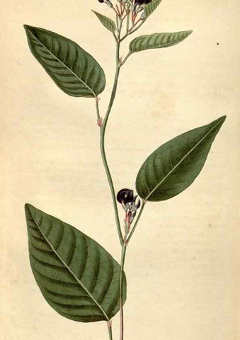 Reproducción/Reproduction 35190095005: Curtis's botanical magazine.. London ; New York [etc.] :Academic Press [etc.]