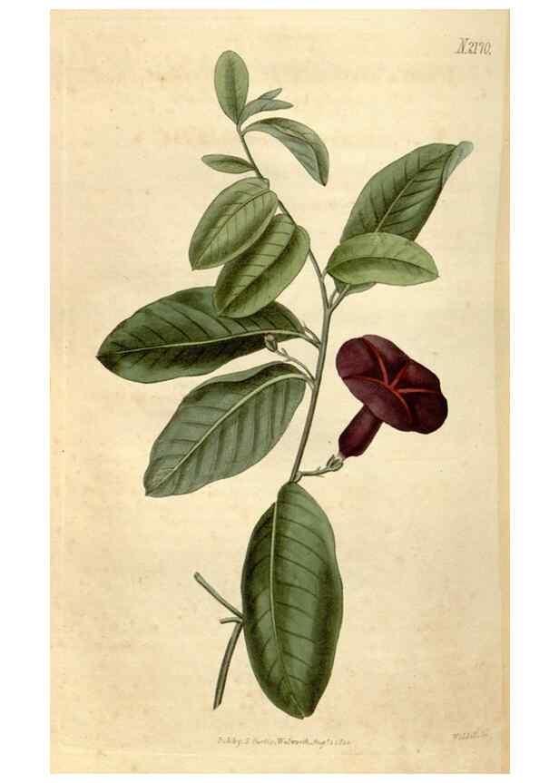 Reproducción/Reproduction 35190097215: Curtis's botanical magazine.. London ; New York [etc.] :Academic Press [etc.]