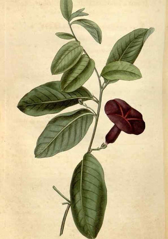 Reproducción/Reproduction 35190097215: Curtis's botanical magazine.. London ; New York [etc.] :Academic Press [etc.]