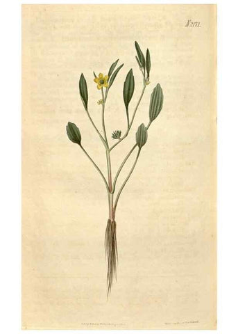 Reproducción/Reproduction 35190099275: Curtis's botanical magazine.. London ; New York [etc.] :Academic Press [etc.]
