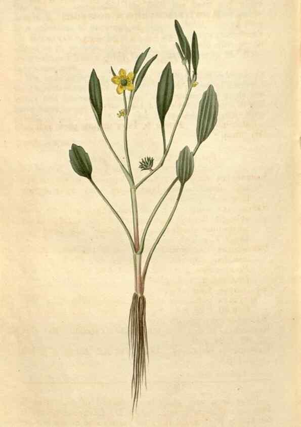 Reproducción/Reproduction 35190099275: Curtis's botanical magazine.. London ; New York [etc.] :Academic Press [etc.]