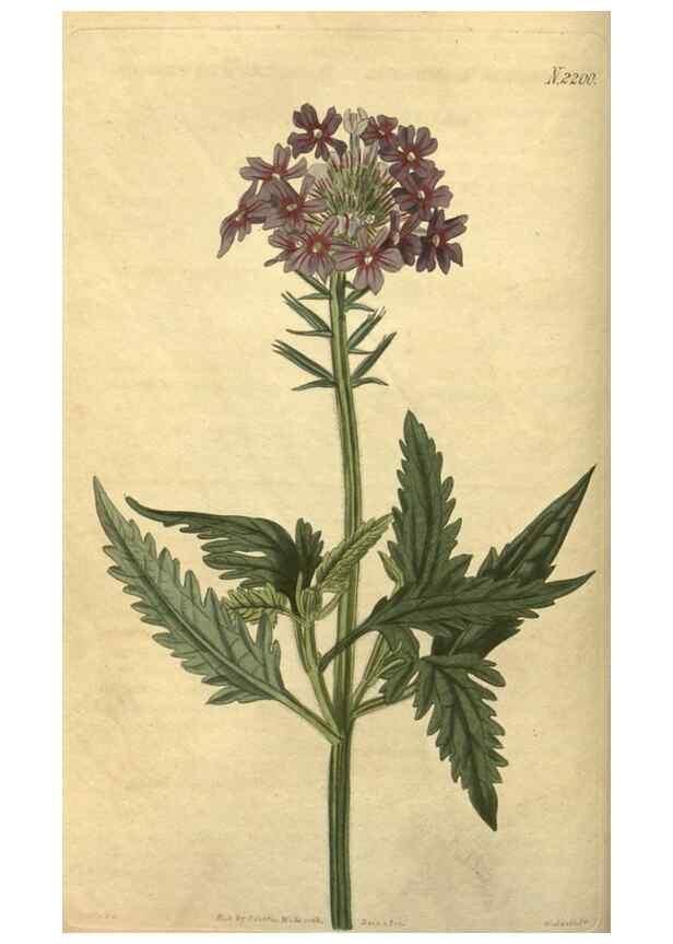 Reproducción/Reproduction 34803606220: Curtis's botanical magazine.. London ; New York [etc.] :Academic Press [etc.]