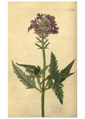 Reproducción/Reproduction 34803606220: Curtis's botanical magazine.. London ; New York [etc.] :Academic Press [etc.]