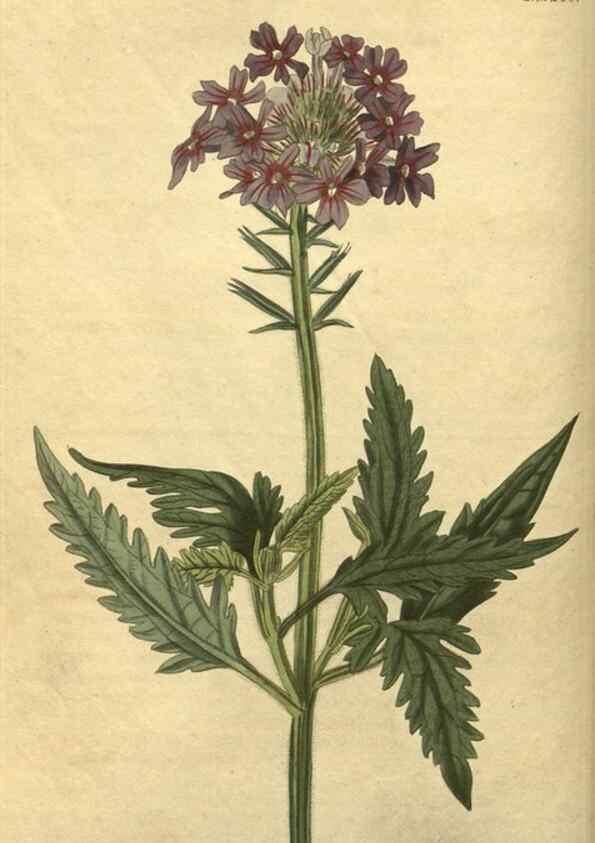 Reproducción/Reproduction 34803606220: Curtis's botanical magazine.. London ; New York [etc.] :Academic Press [etc.]