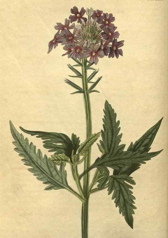 Reproducción/Reproduction 34803606220: Curtis's botanical magazine.. London ; New York [etc.] :Academic Press [etc.]
