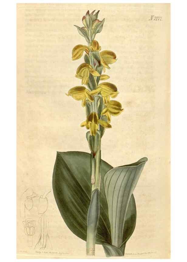 Reproducción/Reproduction 35190101225: Curtis's botanical magazine.. London ; New York [etc.] :Academic Press [etc.]