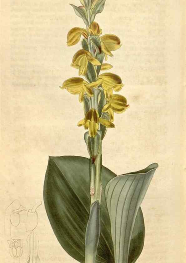 Reproducción/Reproduction 35190101225: Curtis's botanical magazine.. London ; New York [etc.] :Academic Press [etc.]