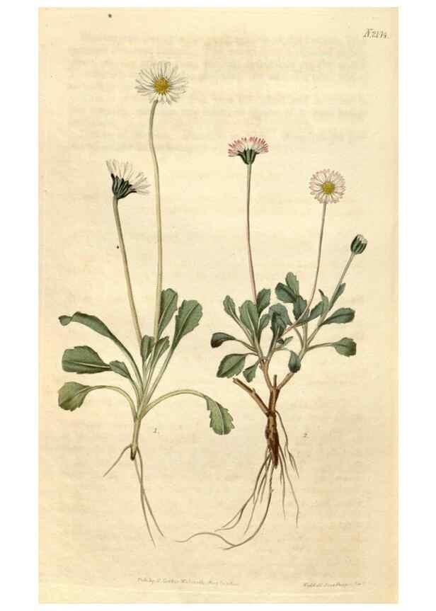 Reproducción/Reproduction 35149814086: Curtis's botanical magazine.. London ; New York [etc.] :Academic Press [etc.]