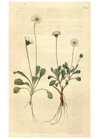 Reproducción/Reproduction 35149814086: Curtis's botanical magazine.. London ; New York [etc.] :Academic Press [etc.]