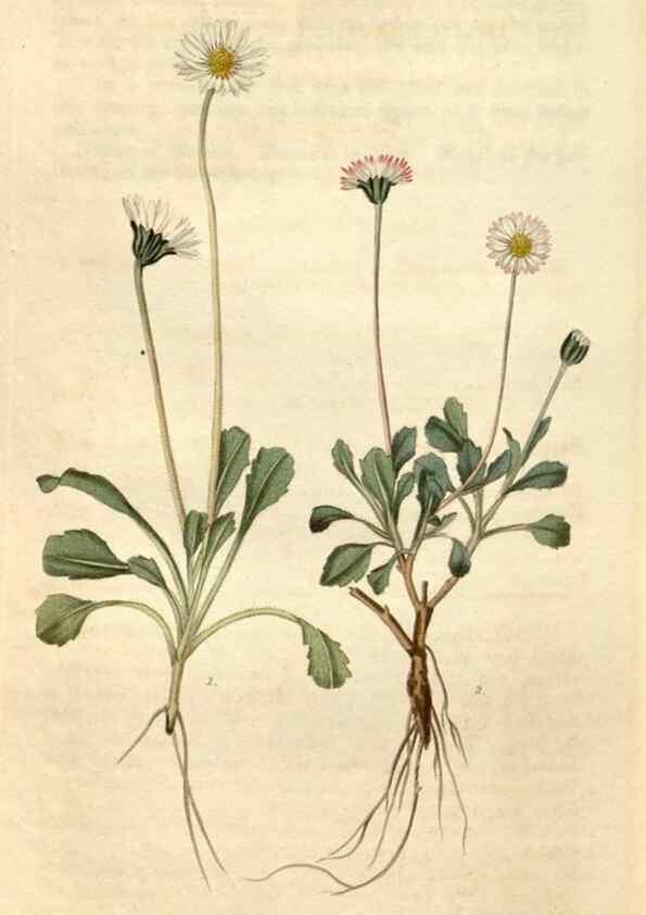 Reproducción/Reproduction 35149814086: Curtis's botanical magazine.. London ; New York [etc.] :Academic Press [etc.]