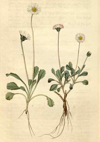 Reproducción/Reproduction 35149814086: Curtis's botanical magazine.. London ; New York [etc.] :Academic Press [etc.]
