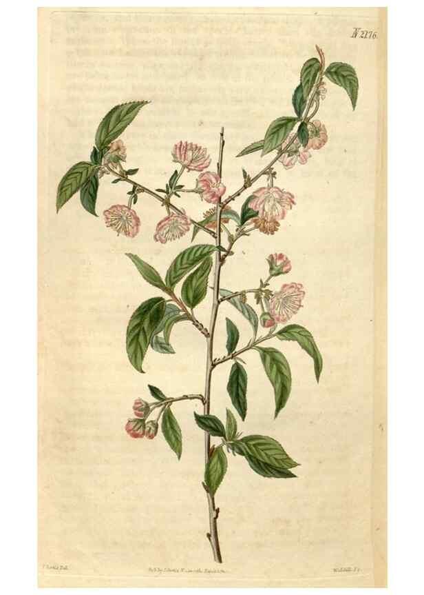 Reproducción/Reproduction 35149817566: Curtis's botanical magazine.. London ; New York [etc.] :Academic Press [etc.]