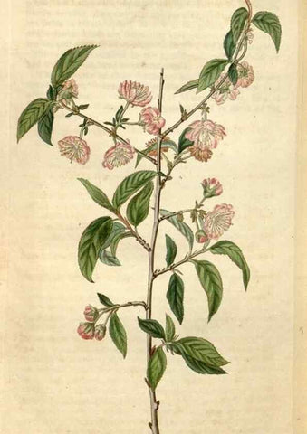 Reproducción/Reproduction 35149817566: Curtis's botanical magazine.. London ; New York [etc.] :Academic Press [etc.]
