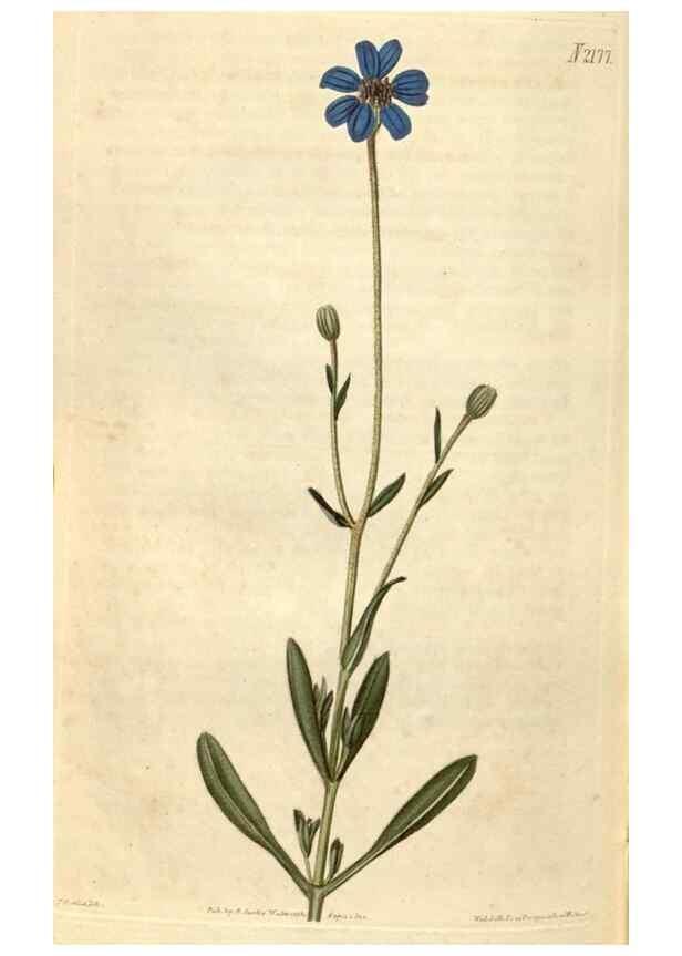 Reproducción/Reproduction 35149820096: Curtis's botanical magazine.. London ; New York [etc.] :Academic Press [etc.]