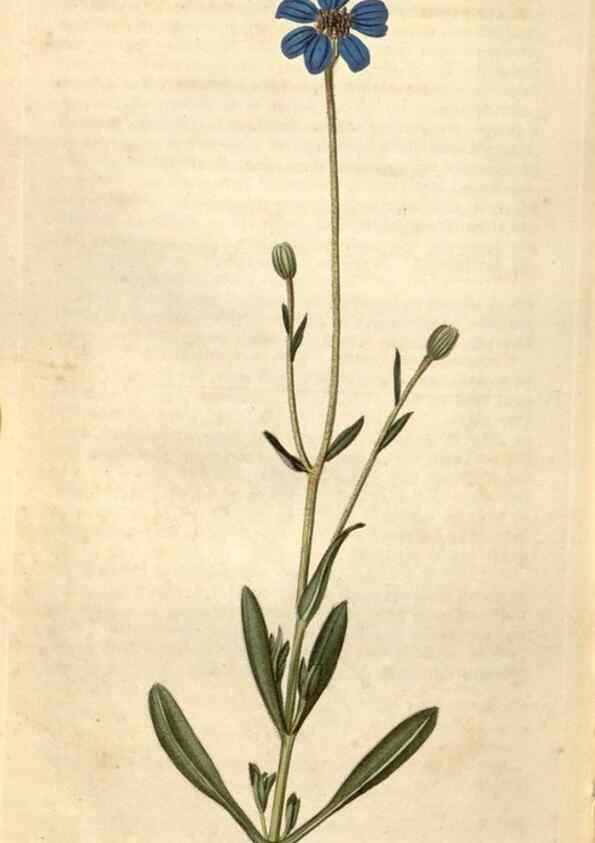 Reproducción/Reproduction 35149820096: Curtis's botanical magazine.. London ; New York [etc.] :Academic Press [etc.]