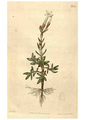 Reproducción/Reproduction 35149823136: Curtis's botanical magazine.. London ; New York [etc.] :Academic Press [etc.]