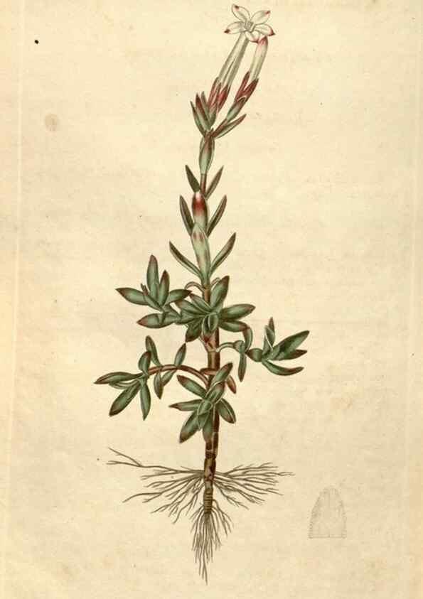 Reproducción/Reproduction 35149823136: Curtis's botanical magazine.. London ; New York [etc.] :Academic Press [etc.]
