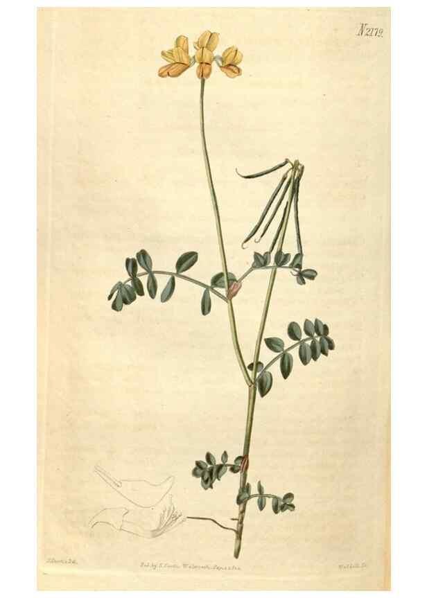 Reproducción/Reproduction 35149825836: Curtis's botanical magazine.. London ; New York [etc.] :Academic Press [etc.]