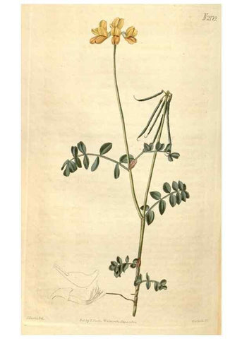 Reproducción/Reproduction 35149825836: Curtis's botanical magazine.. London ; New York [etc.] :Academic Press [etc.]