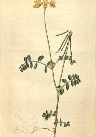 Reproducción/Reproduction 35149825836: Curtis's botanical magazine.. London ; New York [etc.] :Academic Press [etc.]