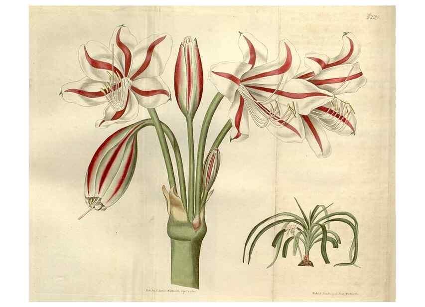 Reproducción/Reproduction 35149827766: Curtis's botanical magazine.. London ; New York [etc.] :Academic Press [etc.]