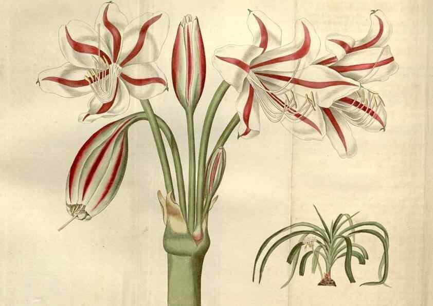 Reproducción/Reproduction 35149827766: Curtis's botanical magazine.. London ; New York [etc.] :Academic Press [etc.]