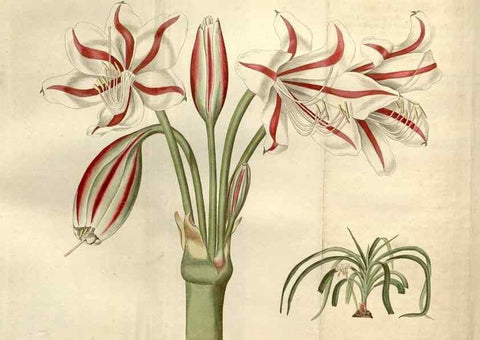 Reproducción/Reproduction 35149827766: Curtis's botanical magazine.. London ; New York [etc.] :Academic Press [etc.]
