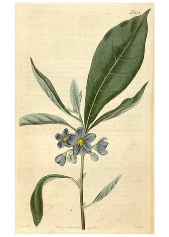 Reproducción/Reproduction 34380612643: Curtis's botanical magazine.. London ; New York [etc.] :Academic Press [etc.]