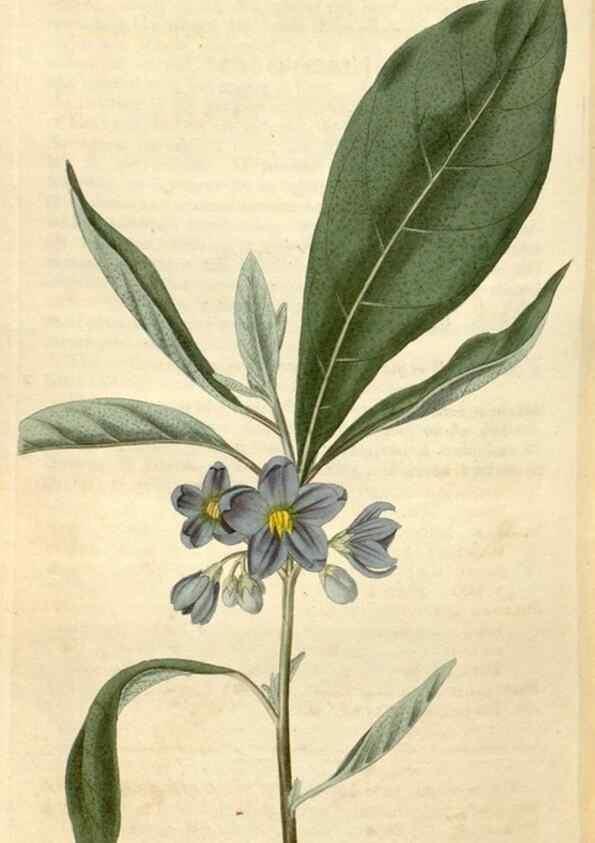 Reproducción/Reproduction 34380612643: Curtis's botanical magazine.. London ; New York [etc.] :Academic Press [etc.]
