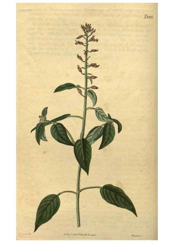 Reproducción/Reproduction 34803607380: Curtis's botanical magazine.. London ; New York [etc.] :Academic Press [etc.]