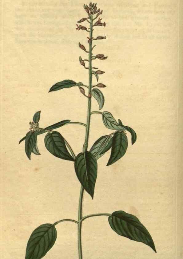 Reproducción/Reproduction 34803607380: Curtis's botanical magazine.. London ; New York [etc.] :Academic Press [etc.]