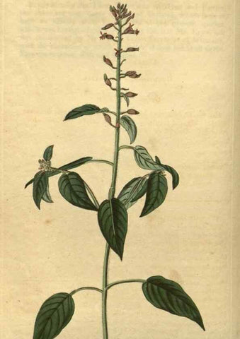 Reproducción/Reproduction 34803607380: Curtis's botanical magazine.. London ; New York [etc.] :Academic Press [etc.]