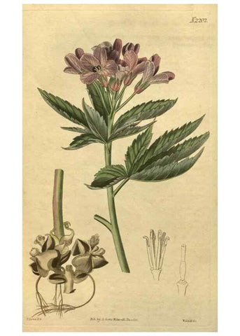 Reproducción/Reproduction 34803608540: Curtis's botanical magazine.. London ; New York [etc.] :Academic Press [etc.]