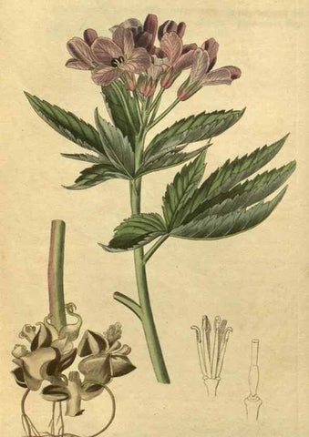 Reproducción/Reproduction 34803608540: Curtis's botanical magazine.. London ; New York [etc.] :Academic Press [etc.]
