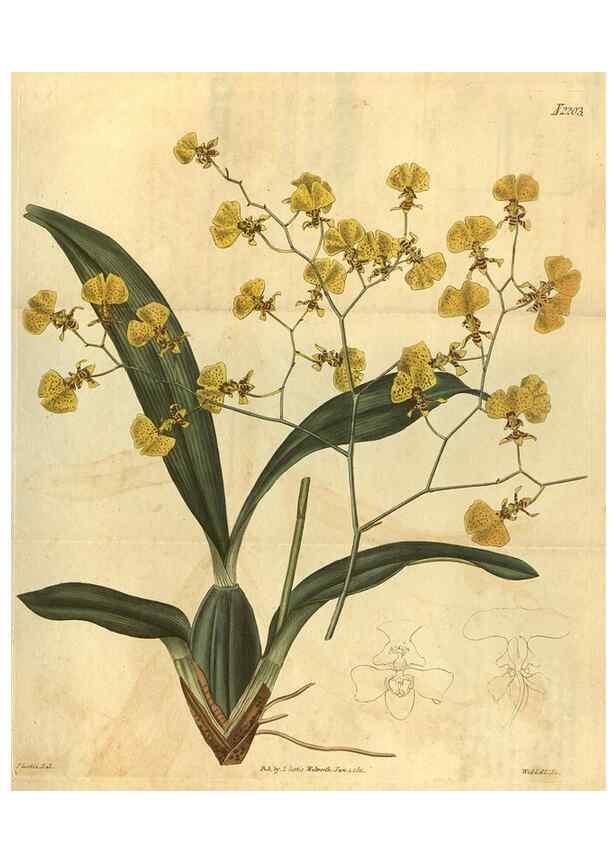 Reproducción/Reproduction 35024915642: Curtis's botanical magazine.. London ; New York [etc.] :Academic Press [etc.]
