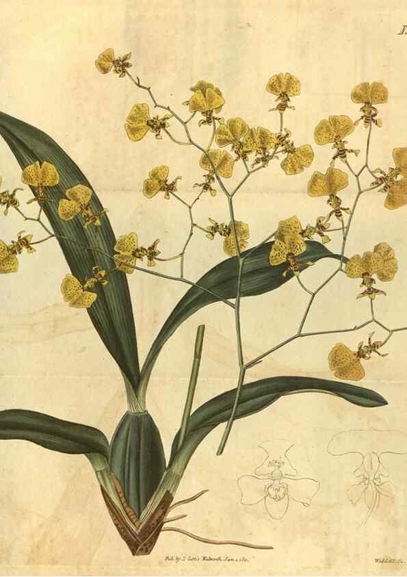 Reproducción/Reproduction 35024915642: Curtis's botanical magazine.. London ; New York [etc.] :Academic Press [etc.]